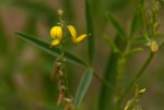 Crotalaria sphaerocarpa subsp. sphaerocarpa