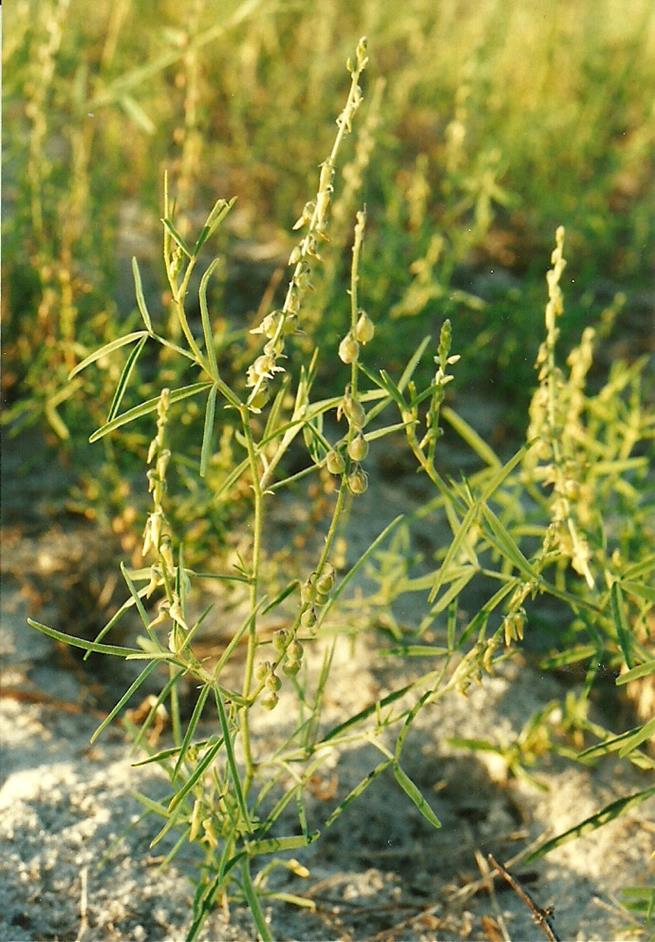 Crotalaria sphaerocarpa subsp. sphaerocarpa