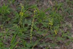 Crotalaria sphaerocarpa subsp. sphaerocarpa