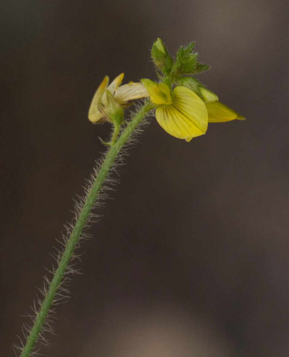 Crotalaria steudneri