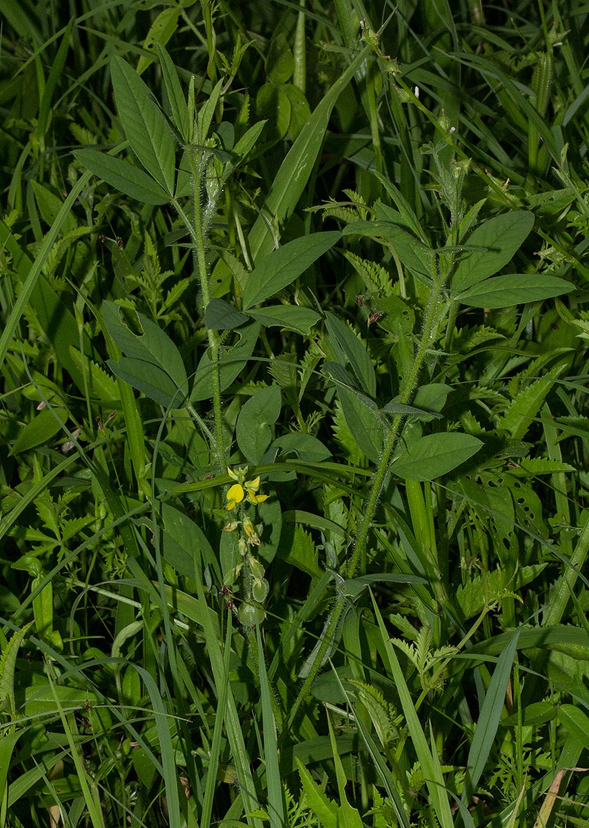 Crotalaria steudneri