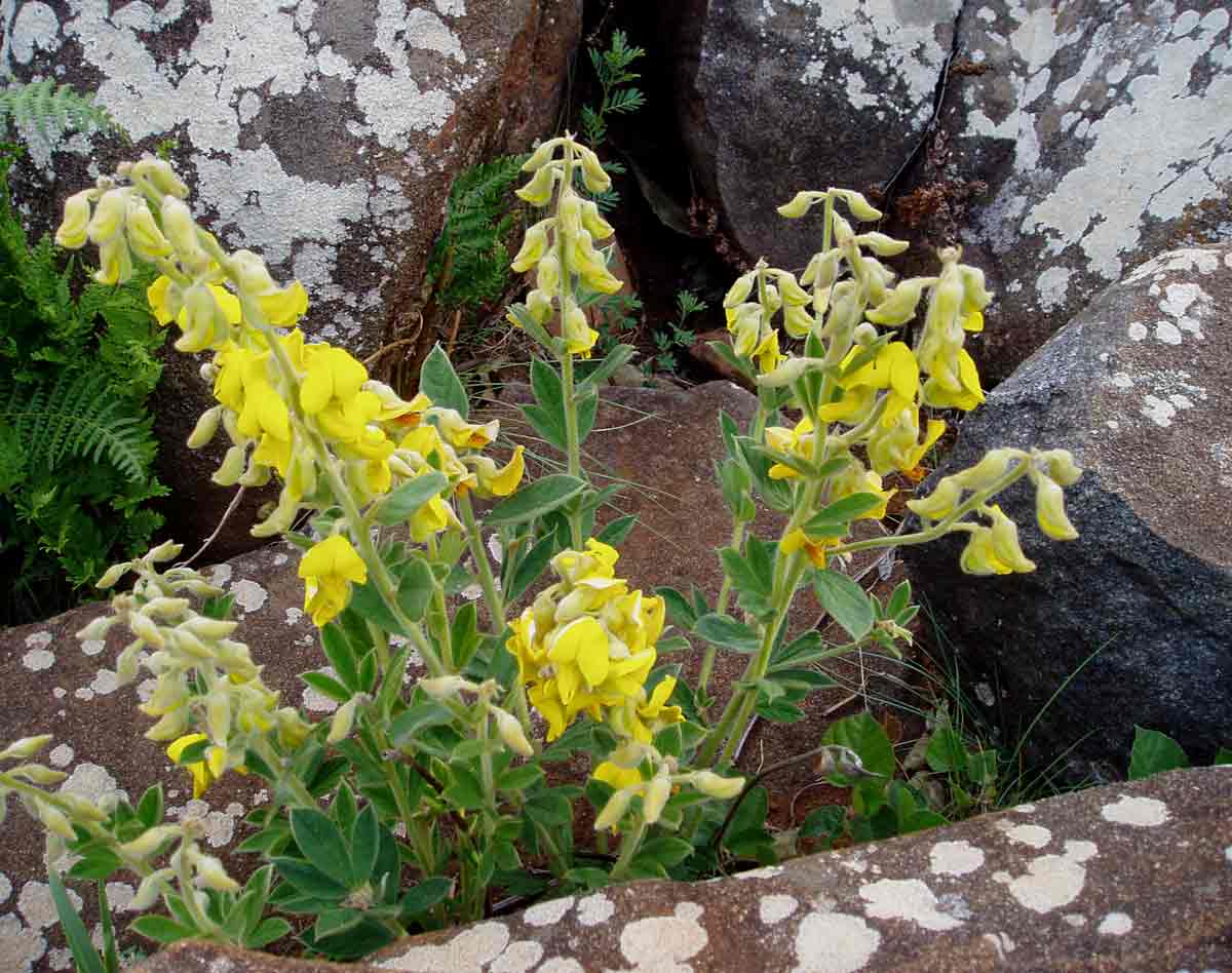 Crotalaria valida Crotalaria valida