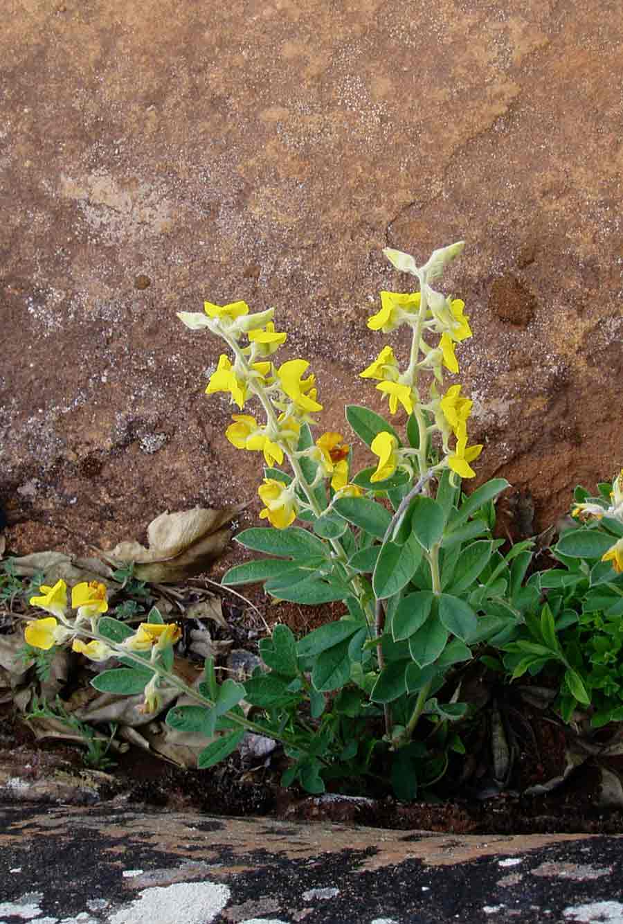 Crotalaria valida