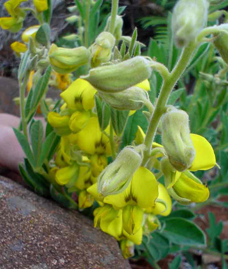 Crotalaria valida