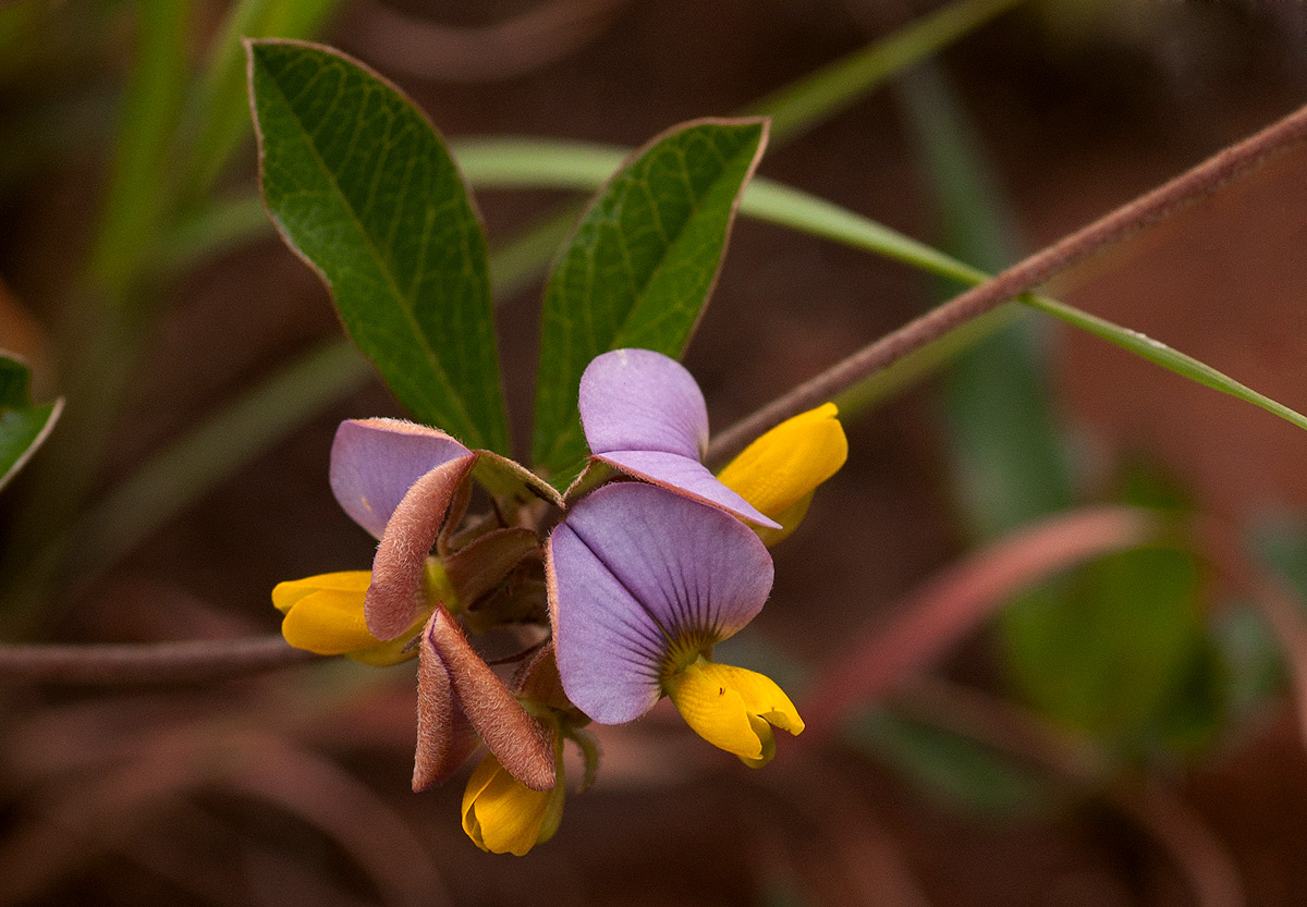 Crotalaria variegata