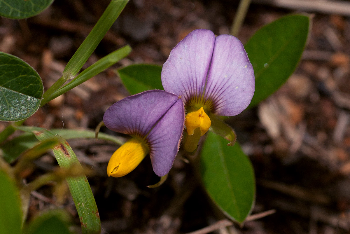 Crotalaria variegata