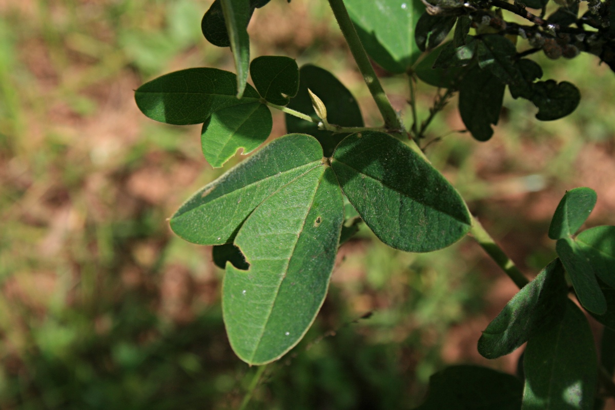 Argyrolobium tomentosum