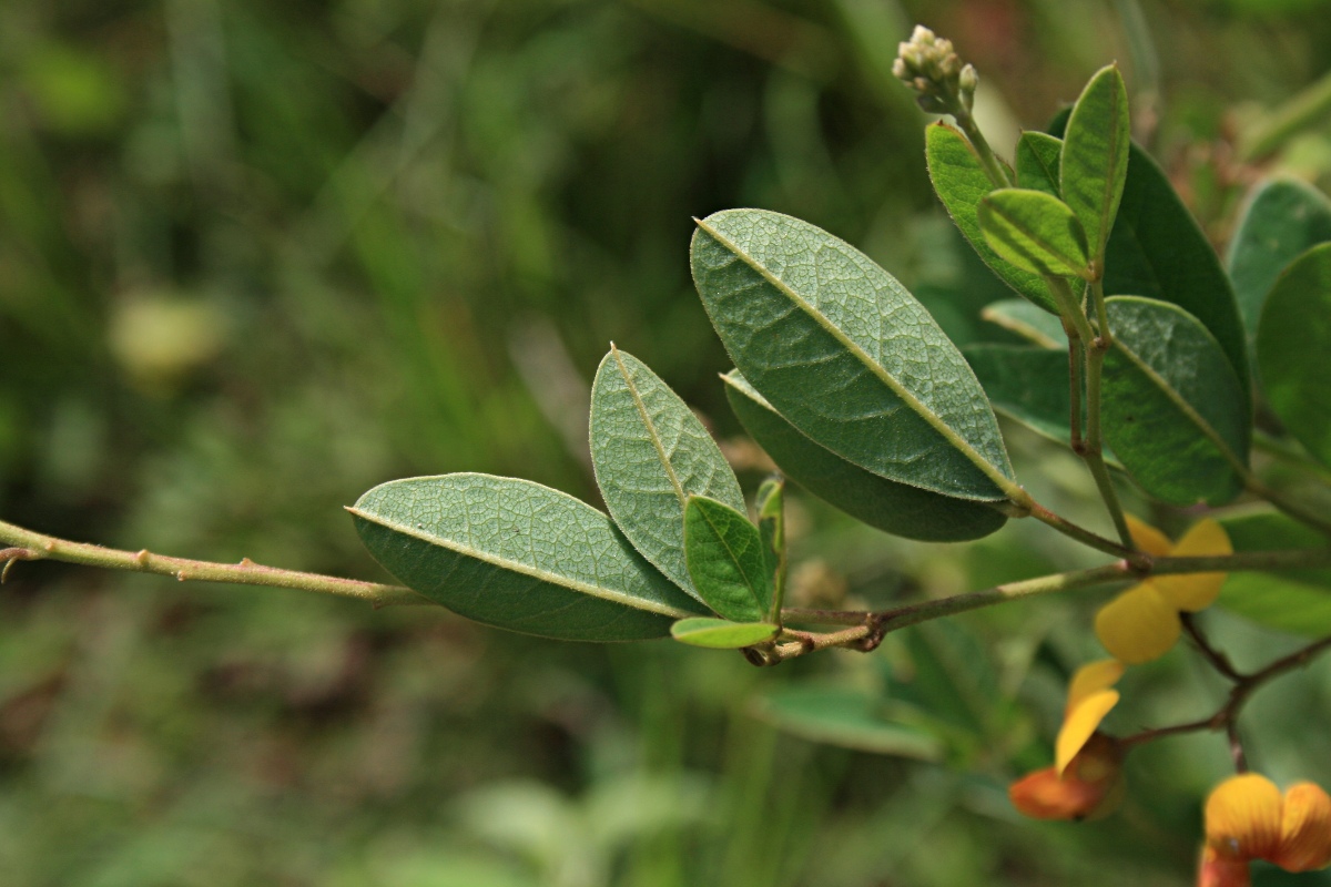 Argyrolobium tomentosum