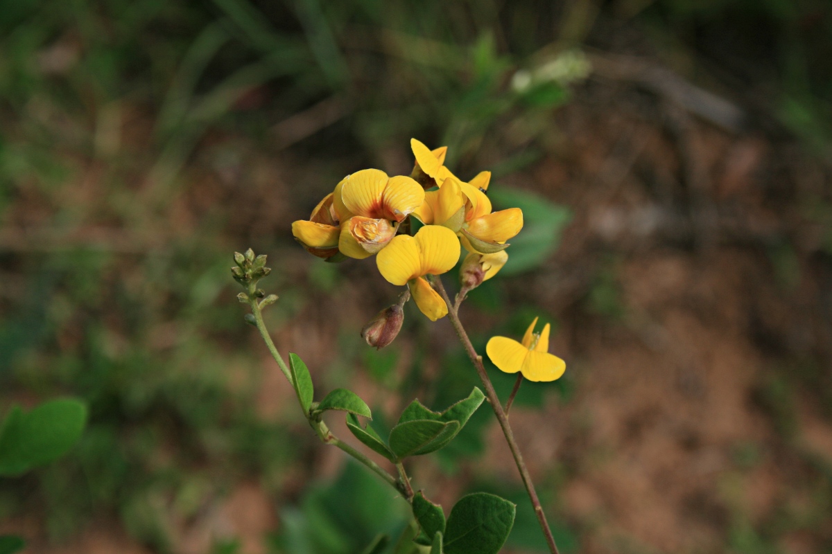 Argyrolobium tomentosum