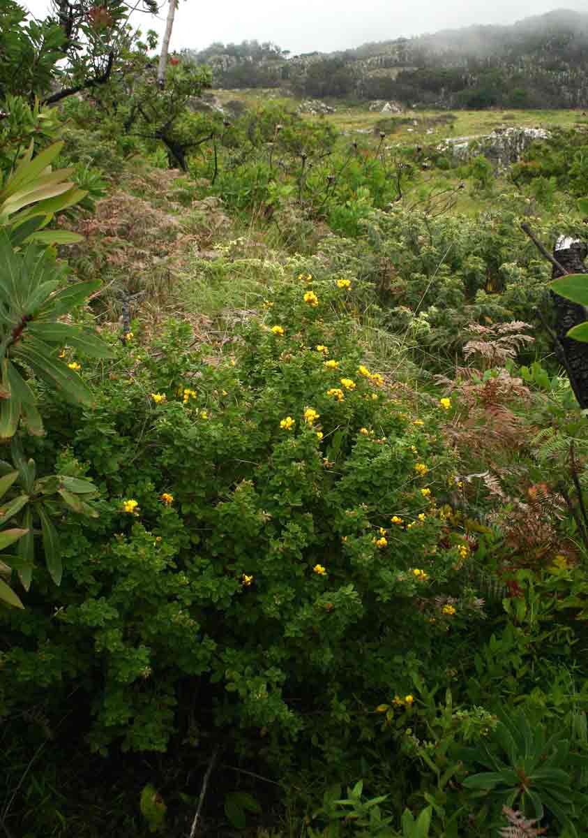 Argyrolobium tomentosum