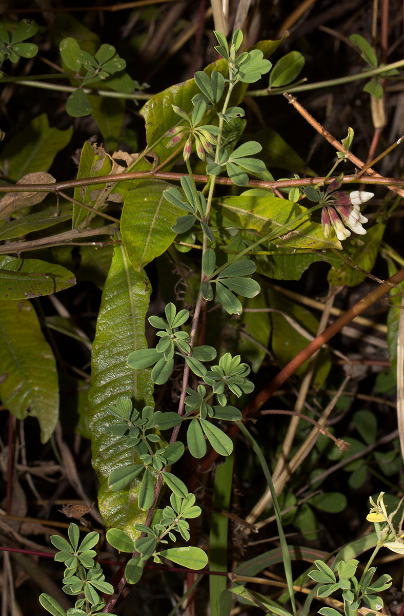 Lotus discolor subsp. discolor
