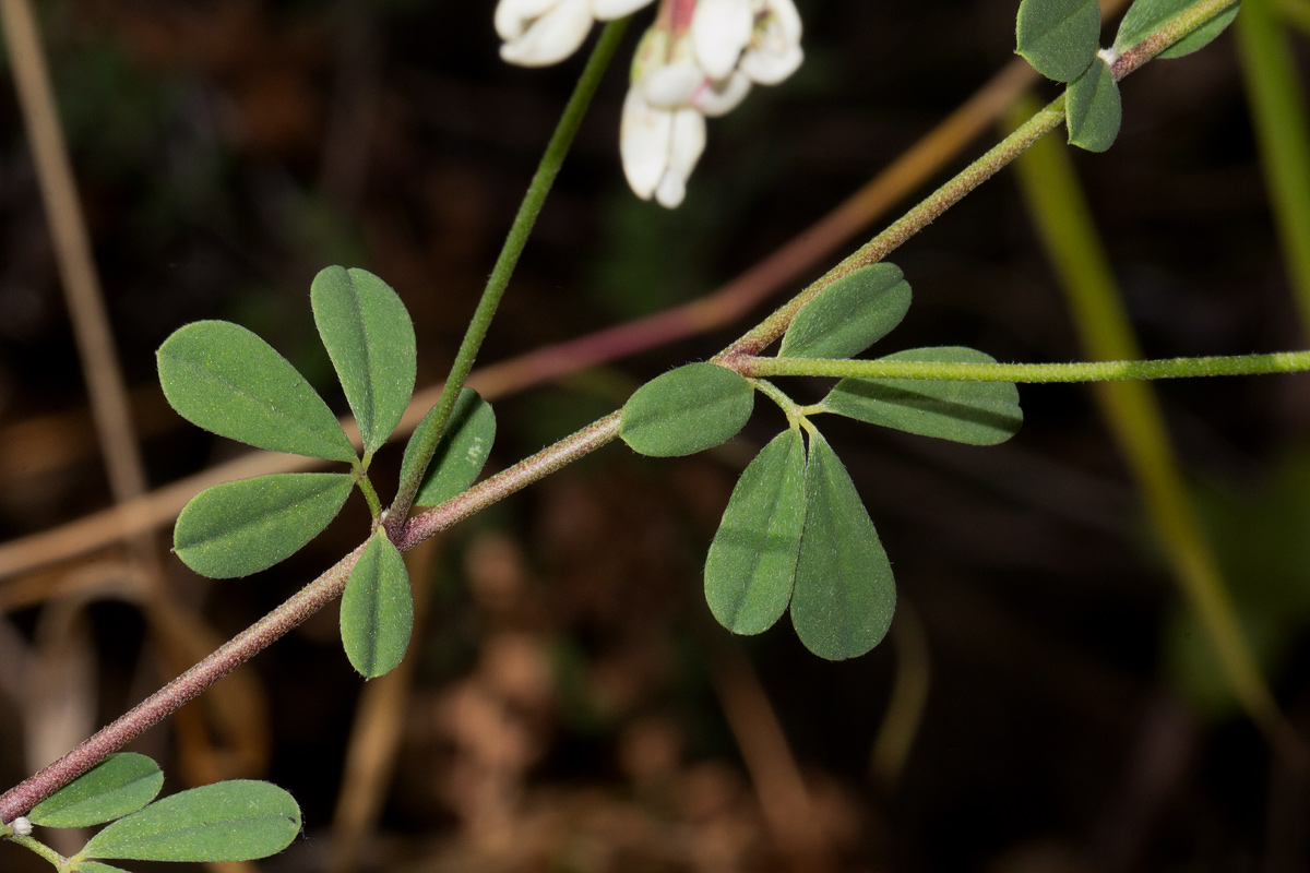 Lotus discolor subsp. discolor