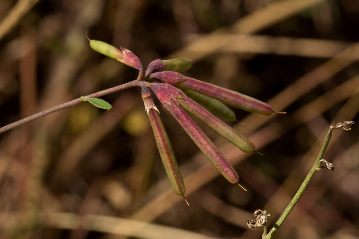 Lotus discolor subsp. discolor