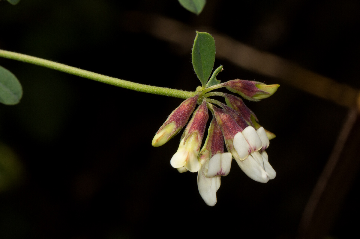 Lotus discolor subsp. discolor