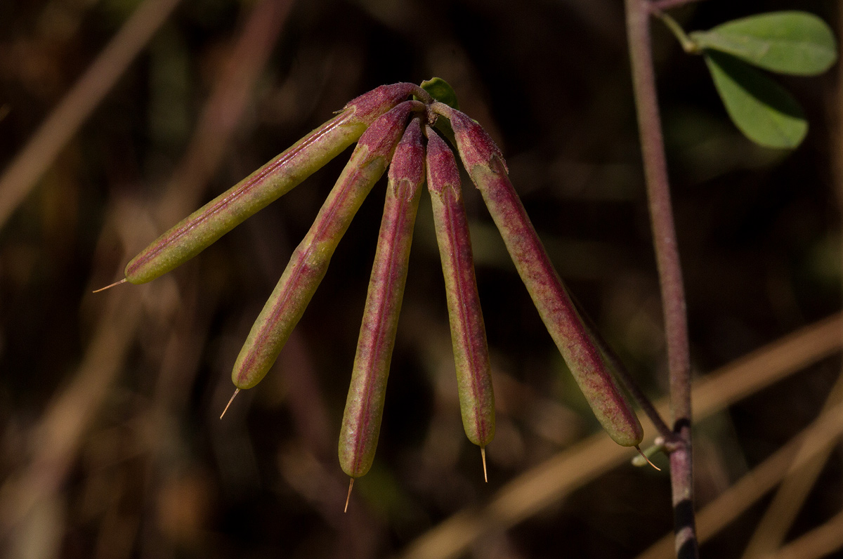 Lotus discolor subsp. discolor