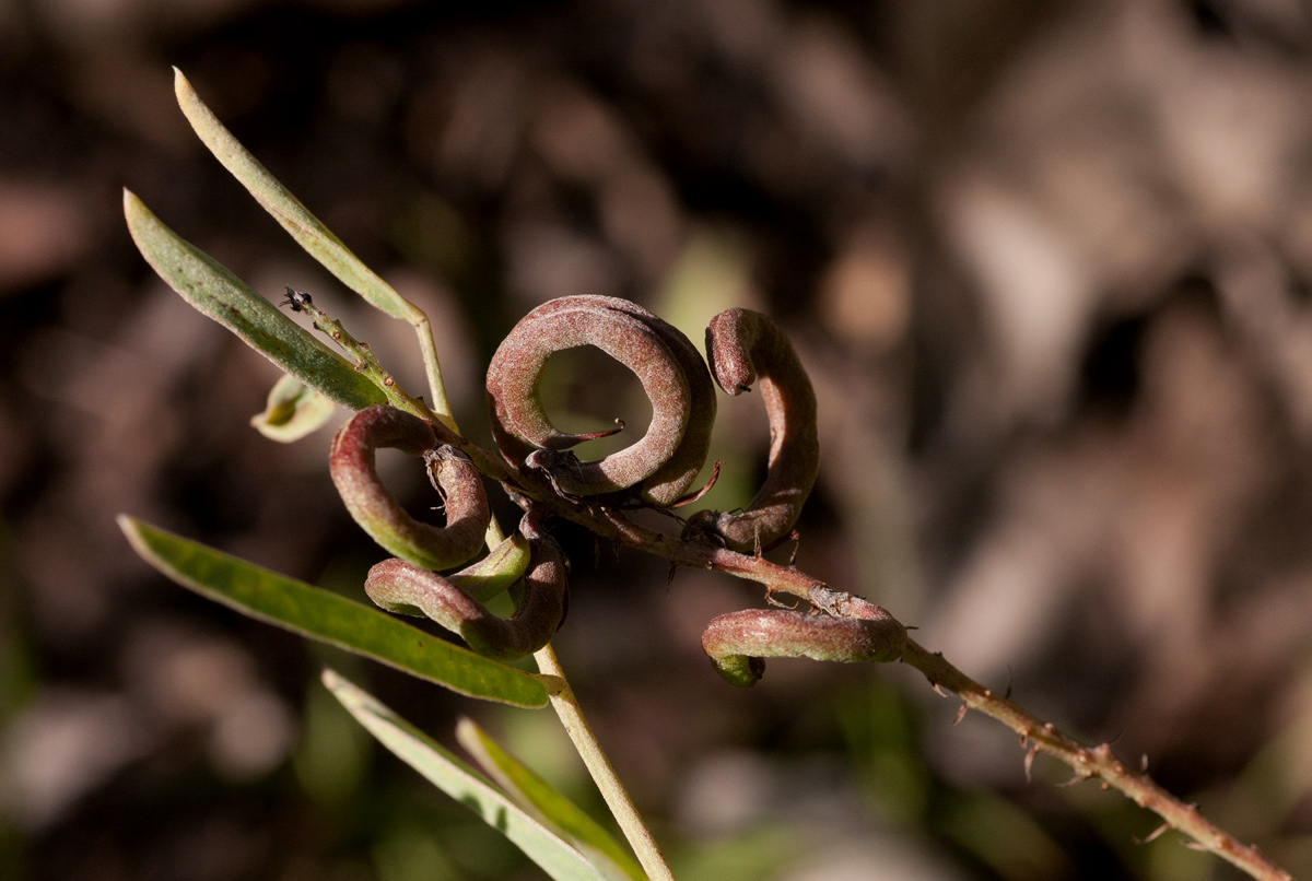 Indigofera antunesiana Indigofera antunesiana