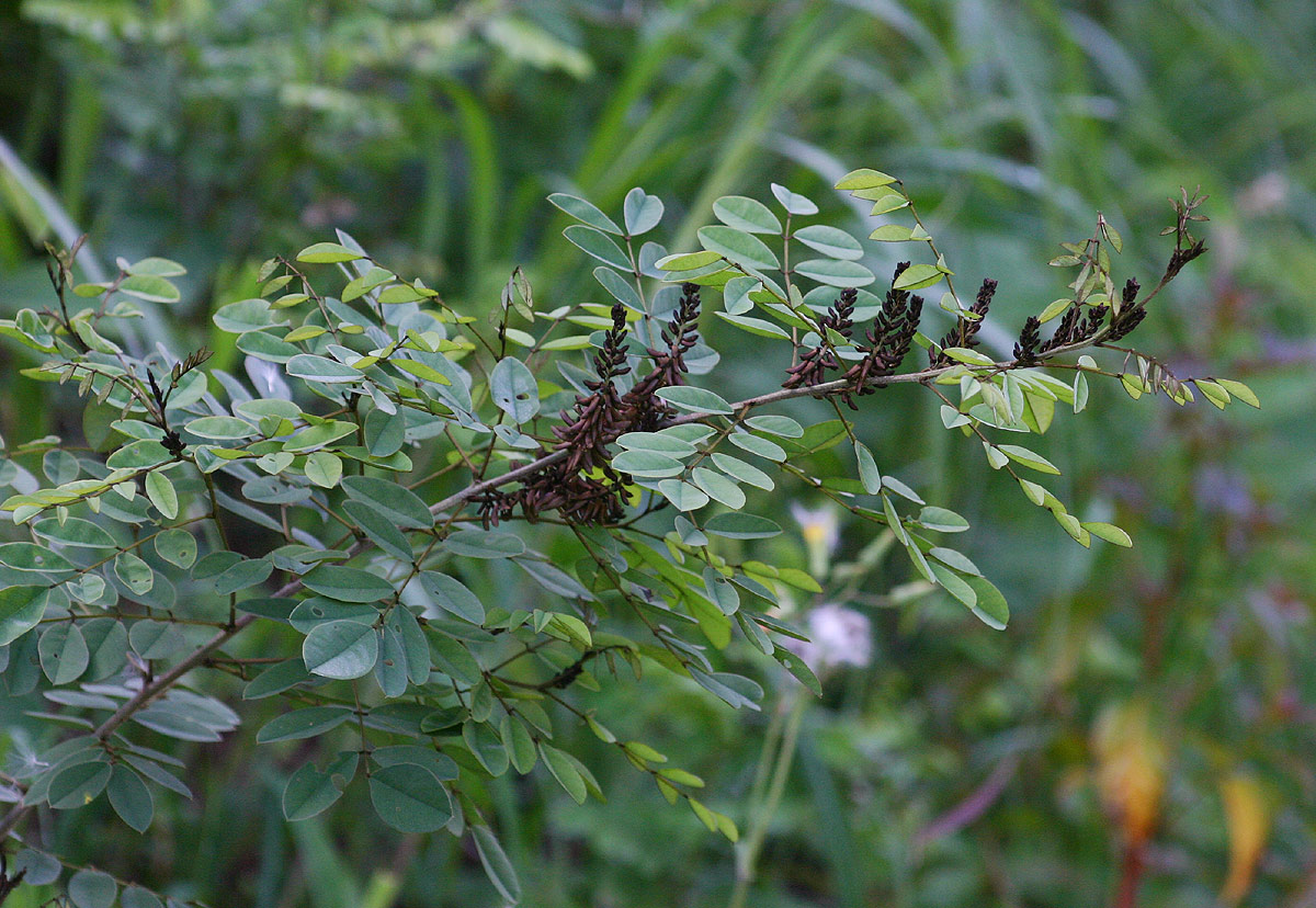 Indigofera arrecta