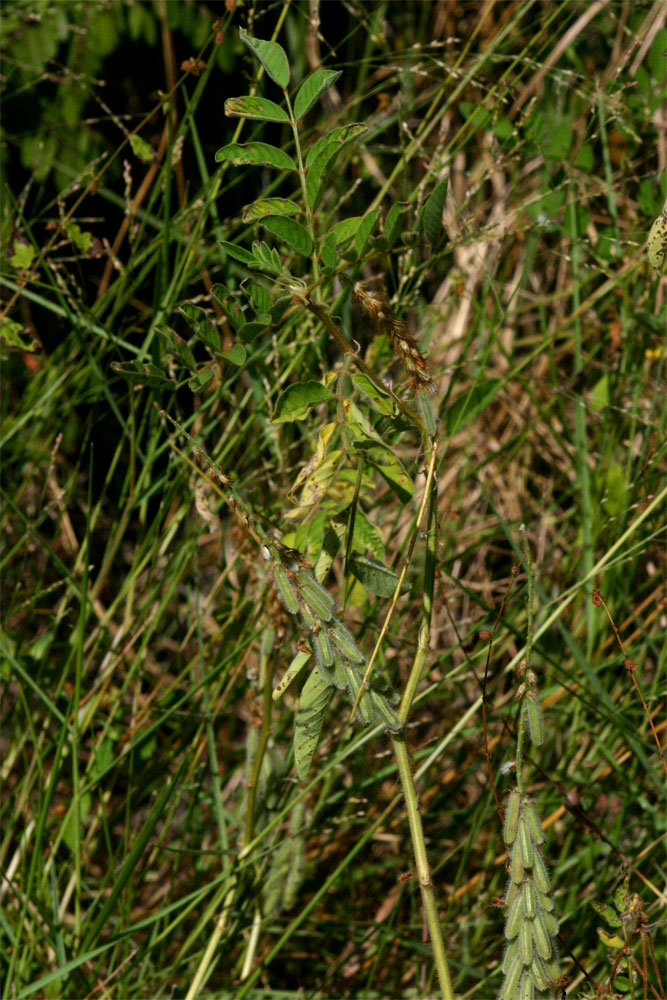 Indigofera astragalina
