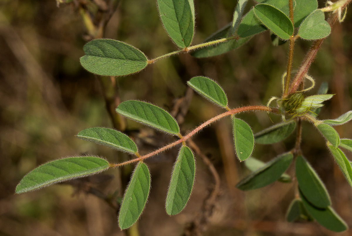Indigofera astragalina