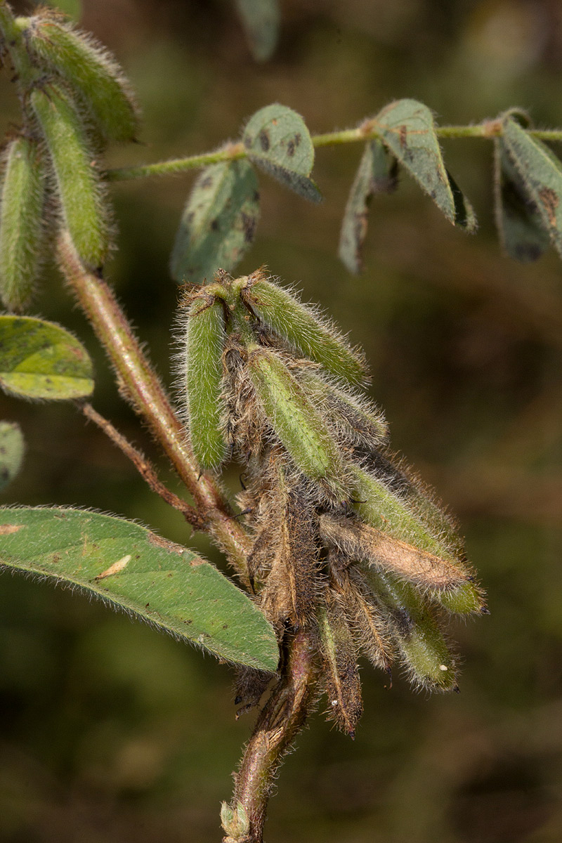 Indigofera astragalina