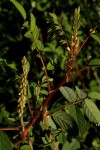 Indigofera astragalina