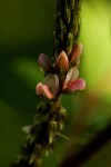 Indigofera astragalina