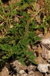 Indigofera astragalina