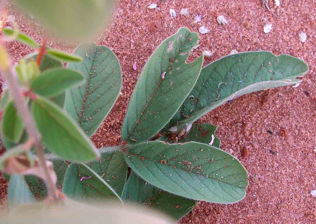 Indigofera astragalina