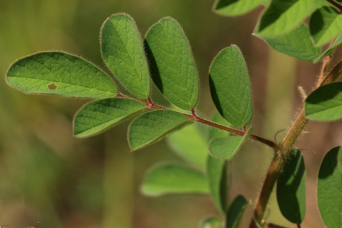 Indigofera astragalina