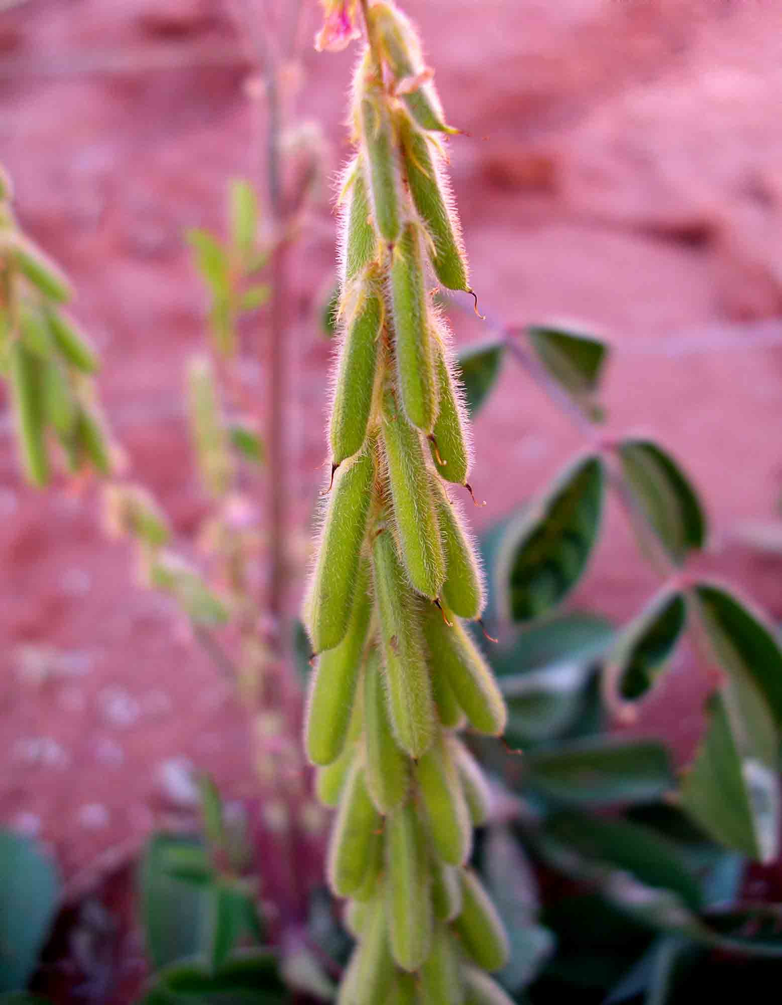 Indigofera astragalina