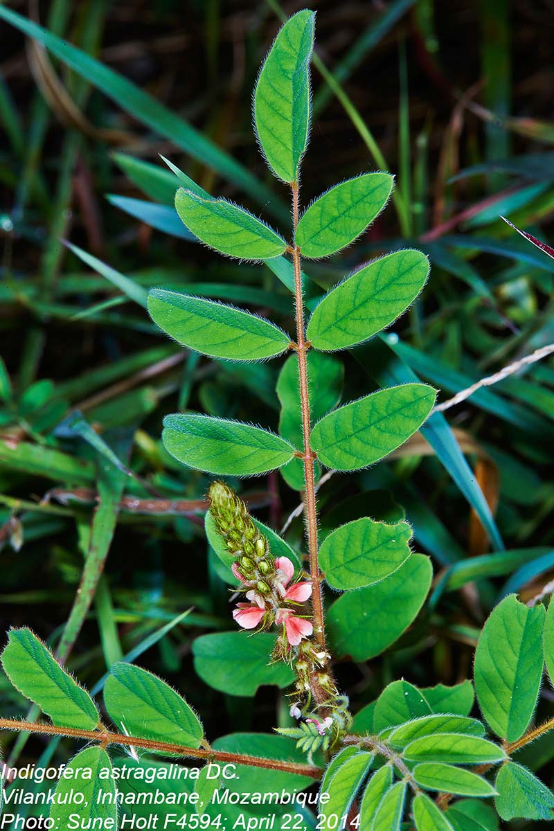 Indigofera astragalina