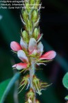 Indigofera astragalina