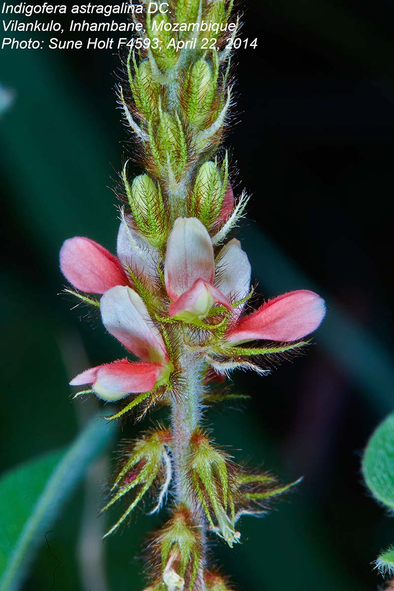 Indigofera astragalina