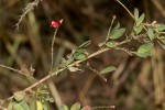 Indigofera atriceps subsp. atriceps