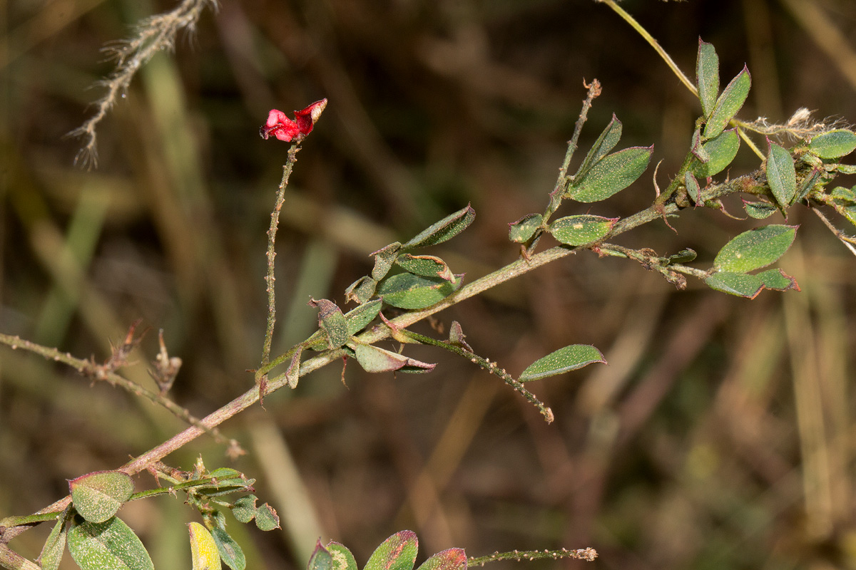 Indigofera atriceps subsp. atriceps