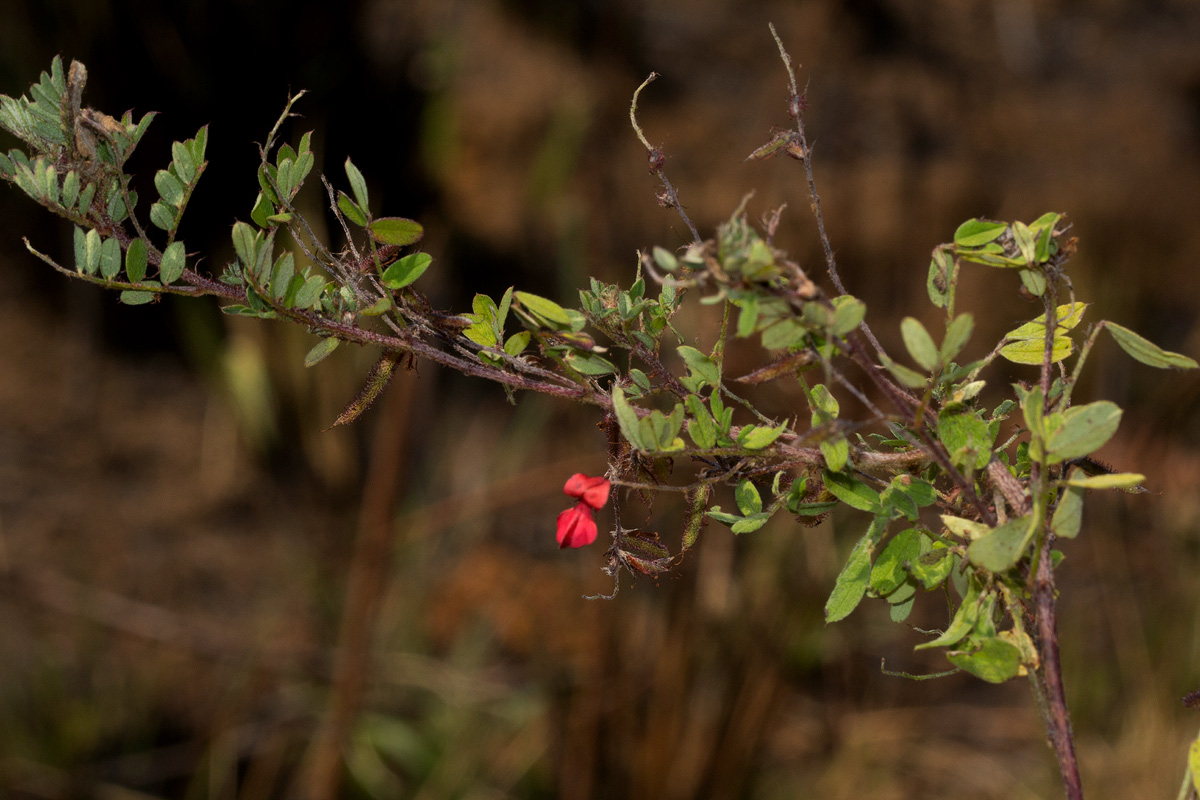 Indigofera atriceps subsp. atriceps