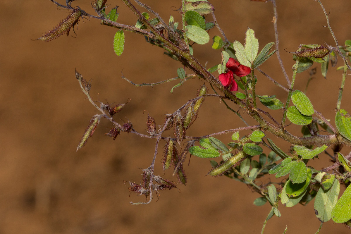 Indigofera atriceps subsp. atriceps