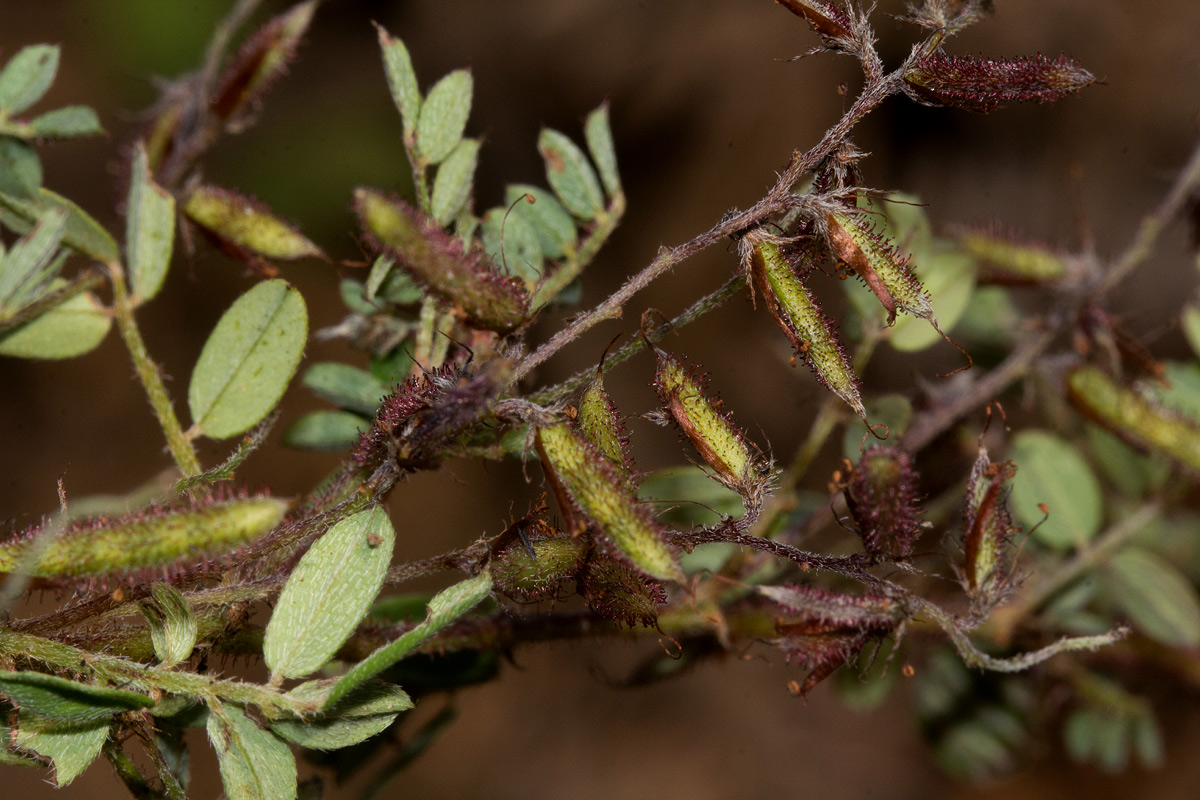 Indigofera atriceps subsp. atriceps