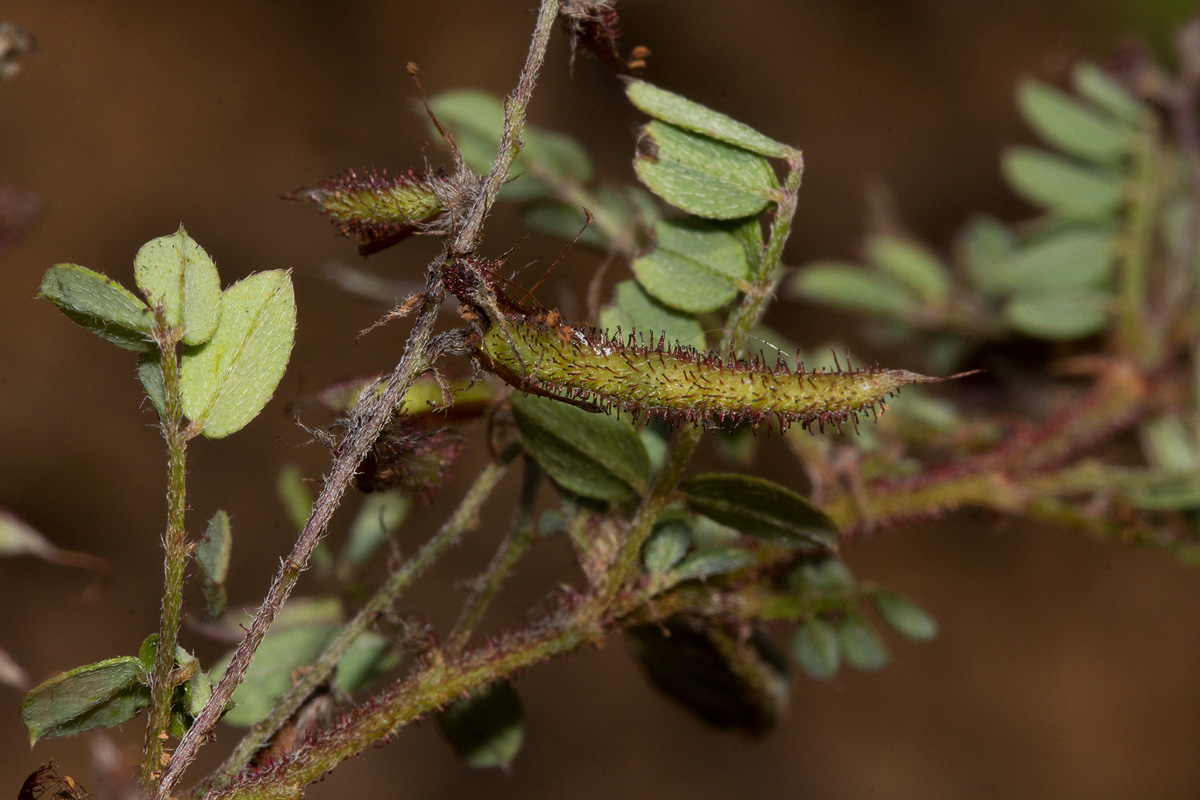 Indigofera atriceps subsp. atriceps