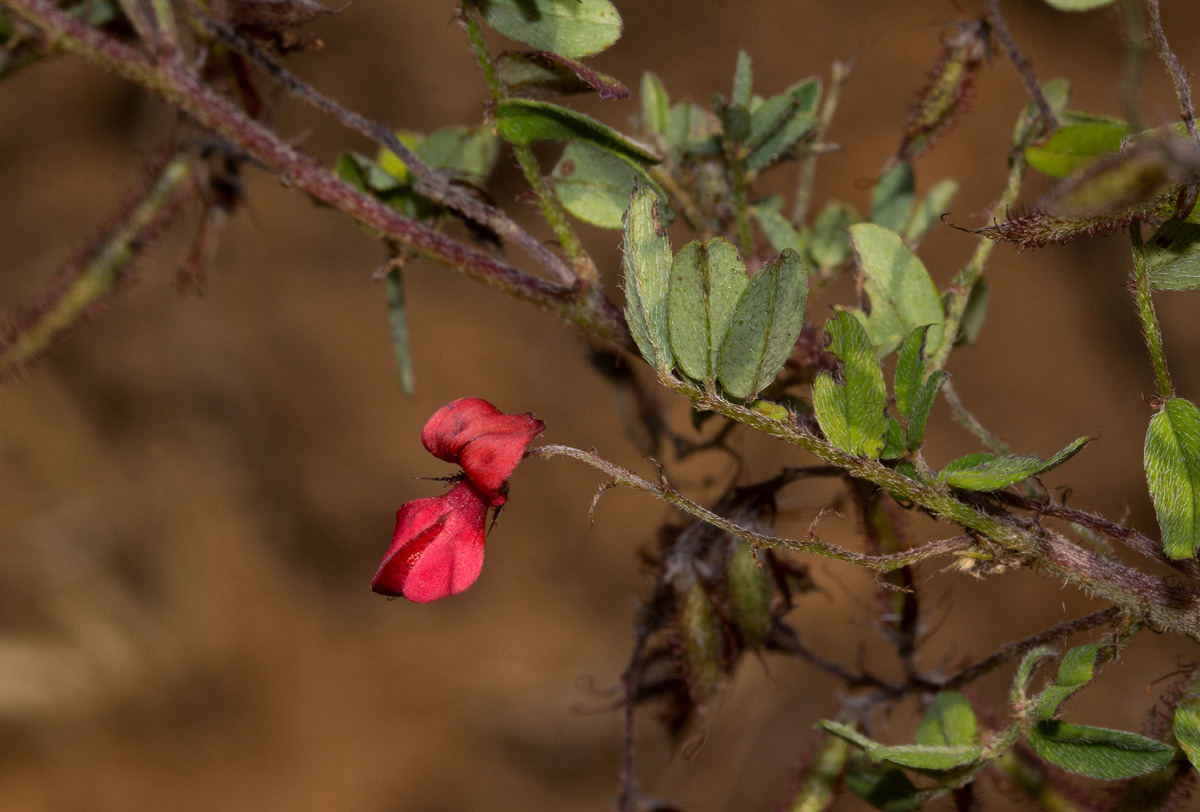 Indigofera atriceps subsp. atriceps
