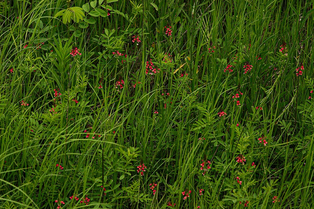 Indigastrum costatum subsp. macrum