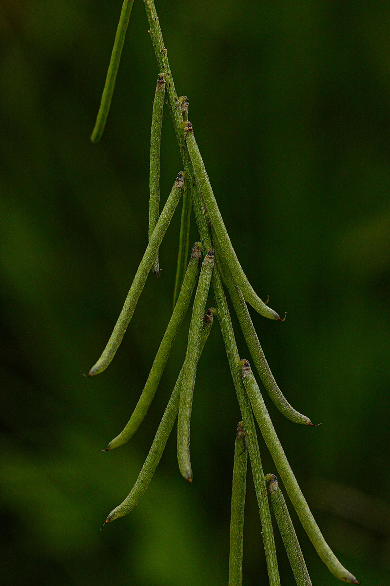 Indigastrum costatum subsp. macrum