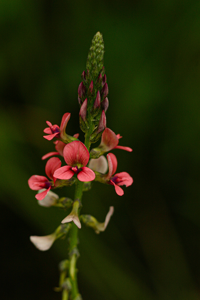 Indigastrum costatum subsp. macrum