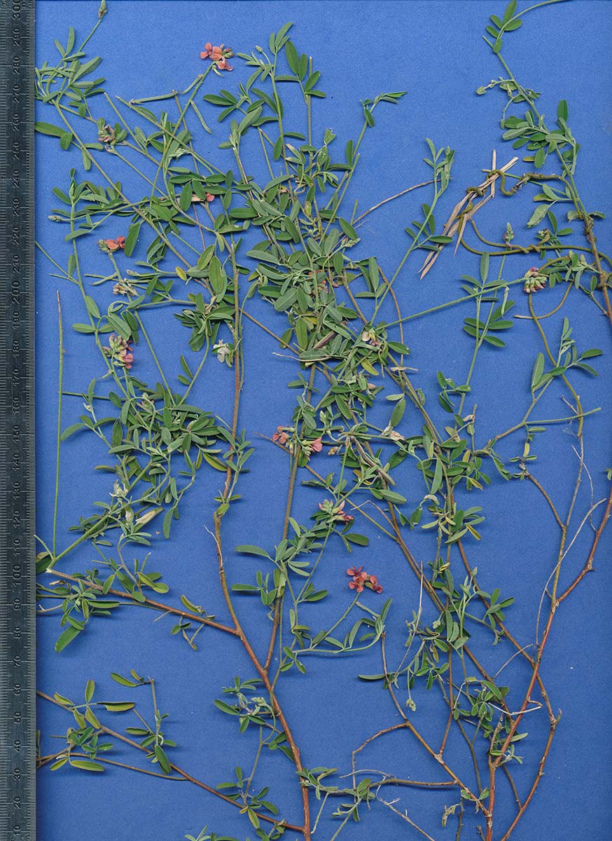 Indigastrum costatum subsp. macrum Indigastrum costatum subsp. macrum