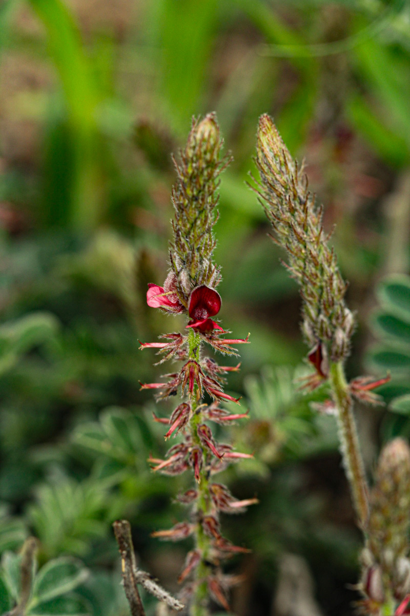 Indigofera daleoides var. daleoides