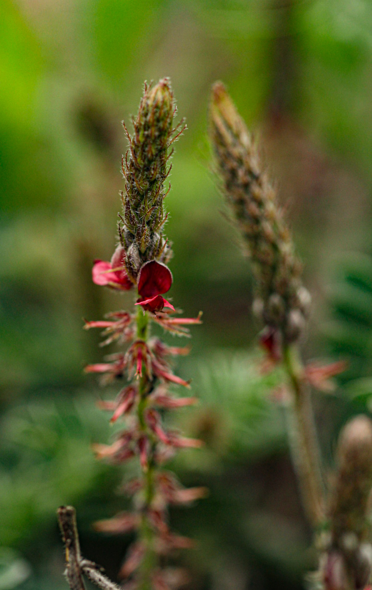 Indigofera daleoides var. daleoides