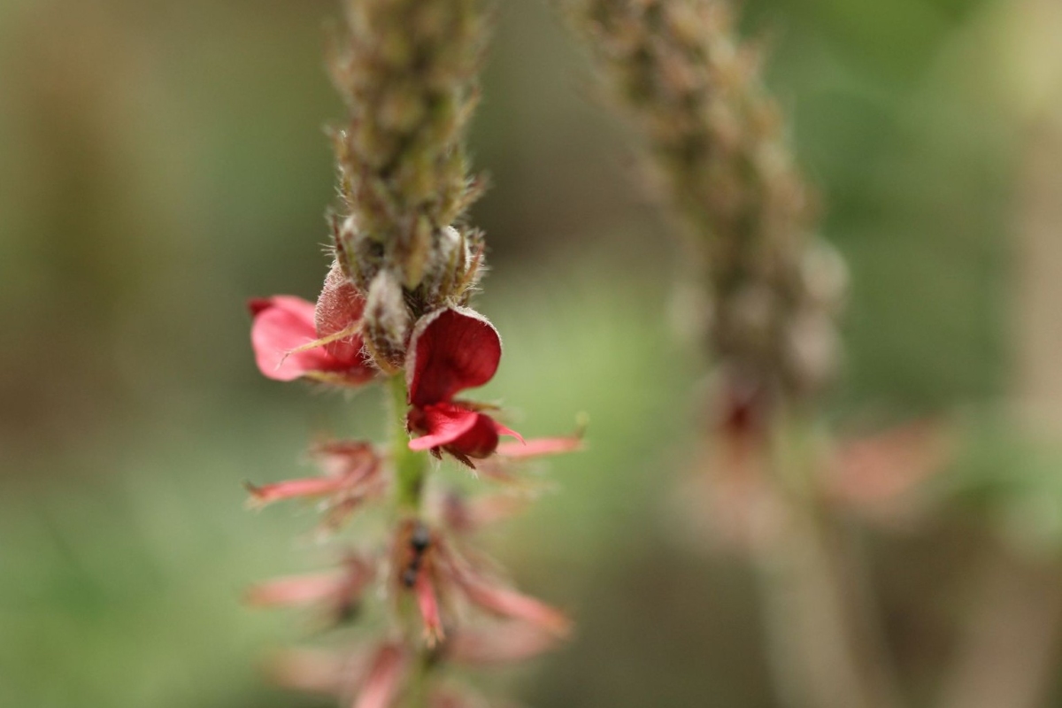 Indigofera daleoides var. daleoides