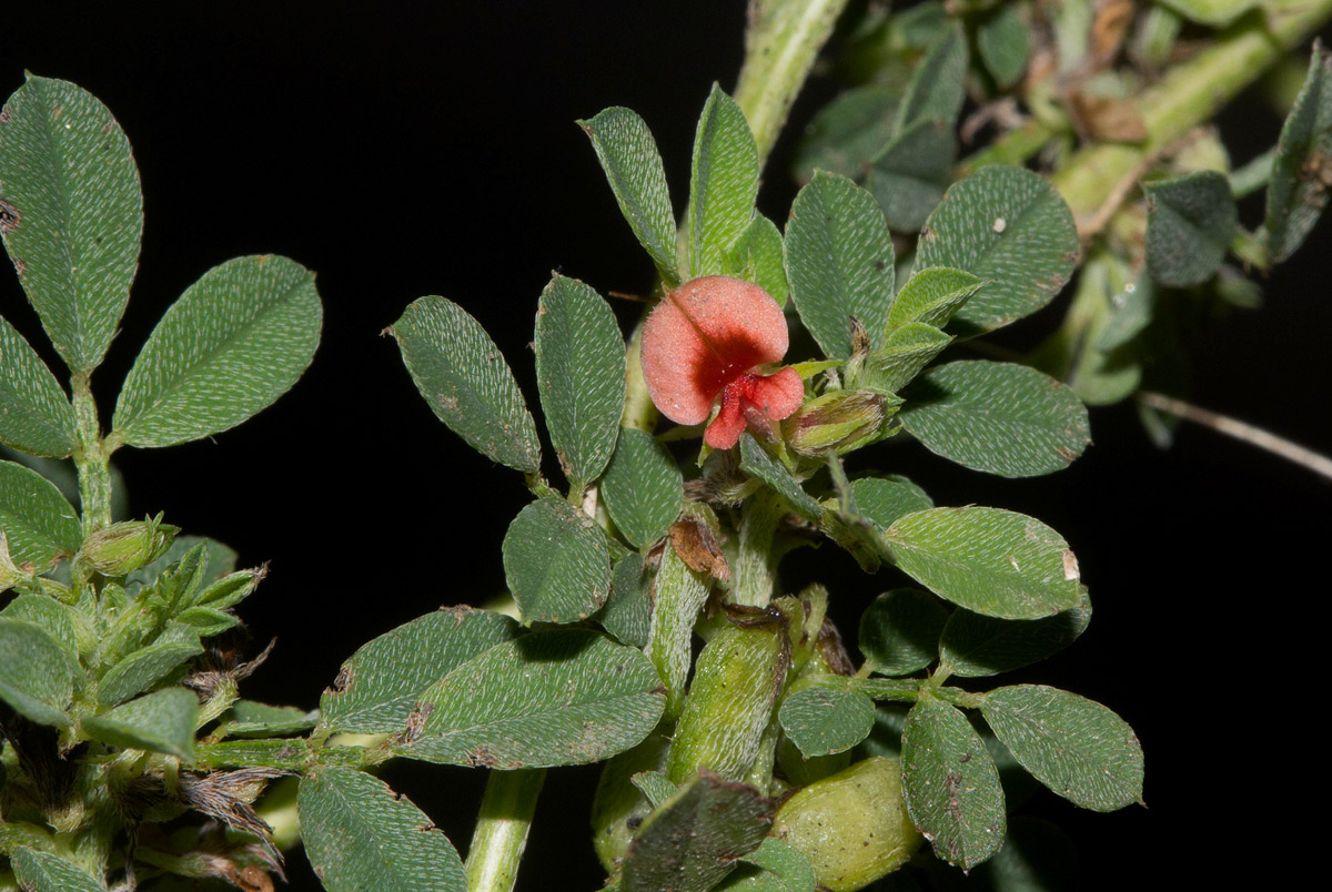 Indigofera demissa