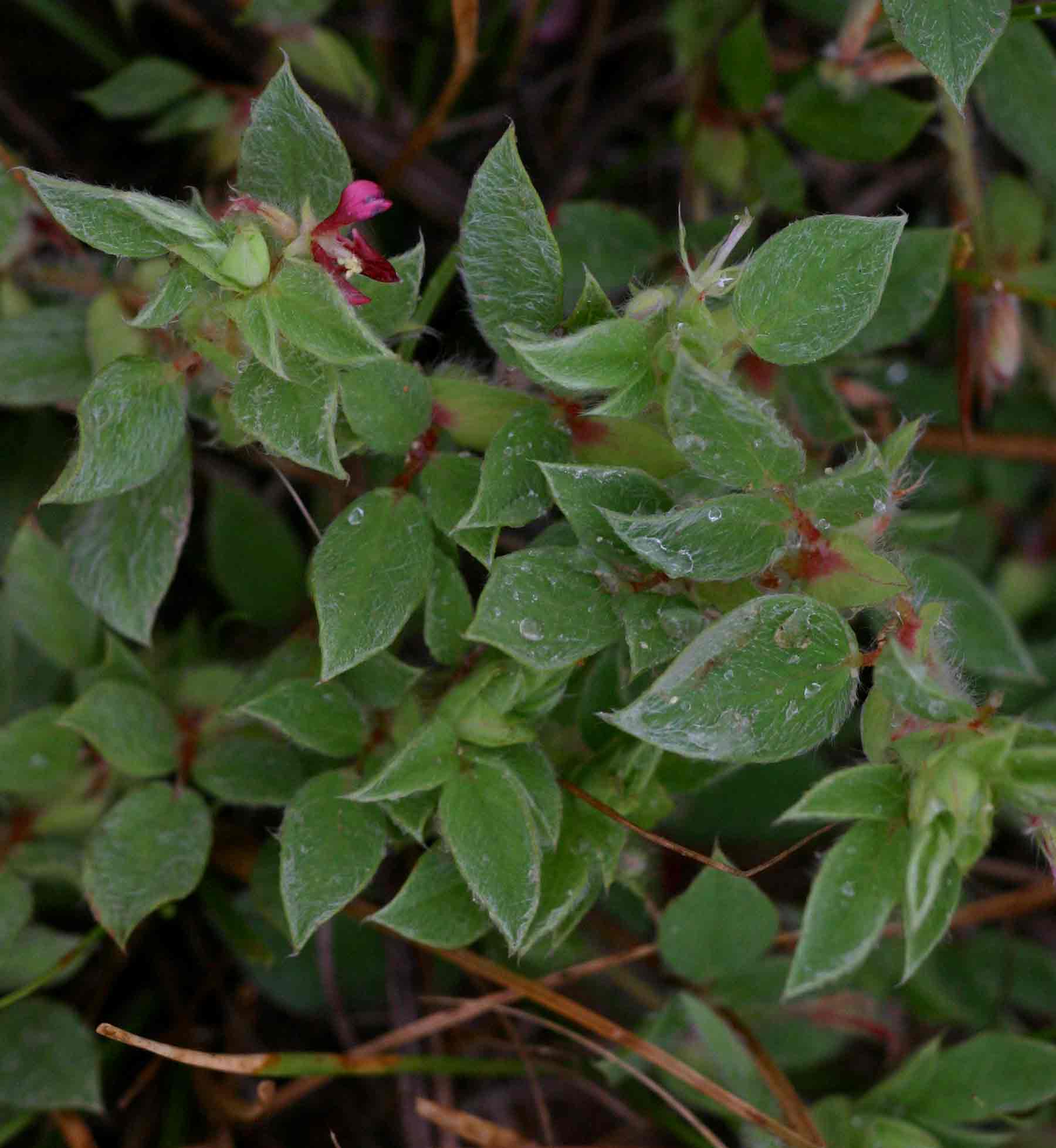 Indigofera eylesiana