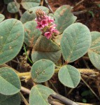 Indigofera flavicans